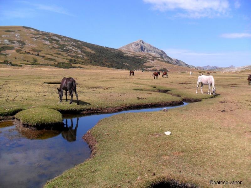 Pozzines et chevaux