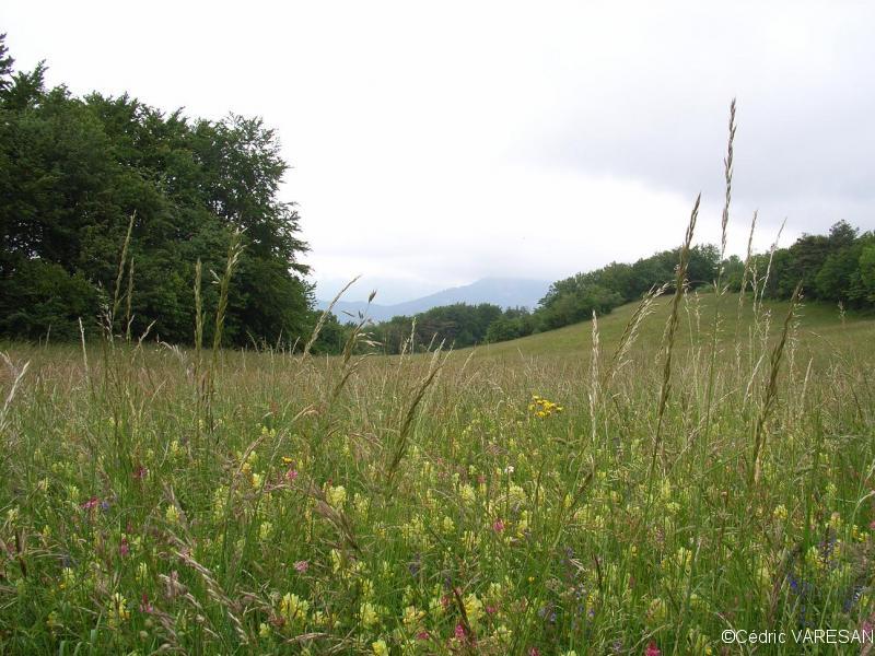 Prairie au nord du Mont Rachais
