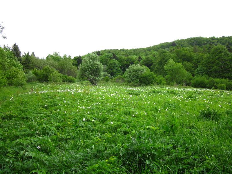 Prairie de l'Echaillon....