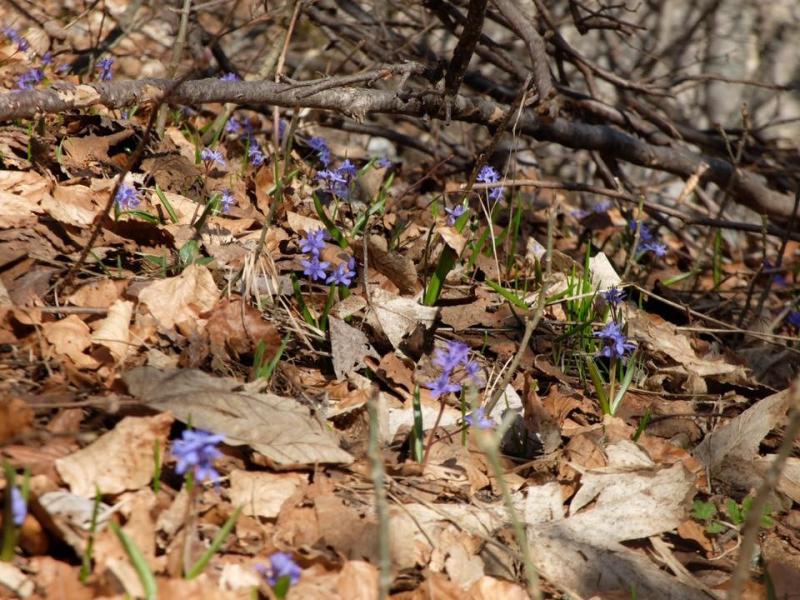 Premières fleurs