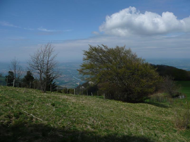 Près du sommet, un arbre