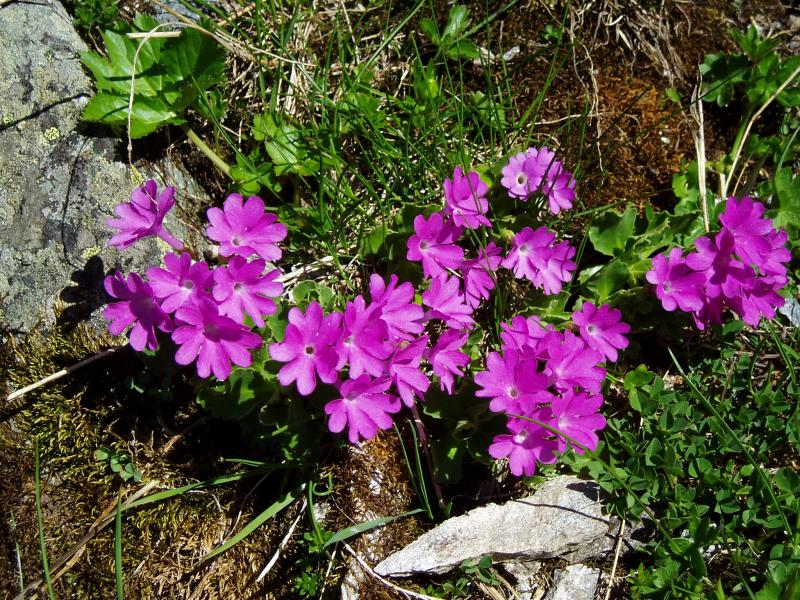 Primevère farineuse ?