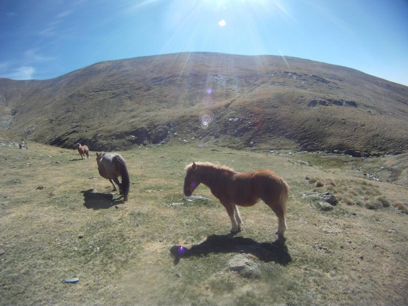 Pujant al Torreneules