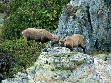 Bouquetins du cÃ´tÃ© de Chamrousse