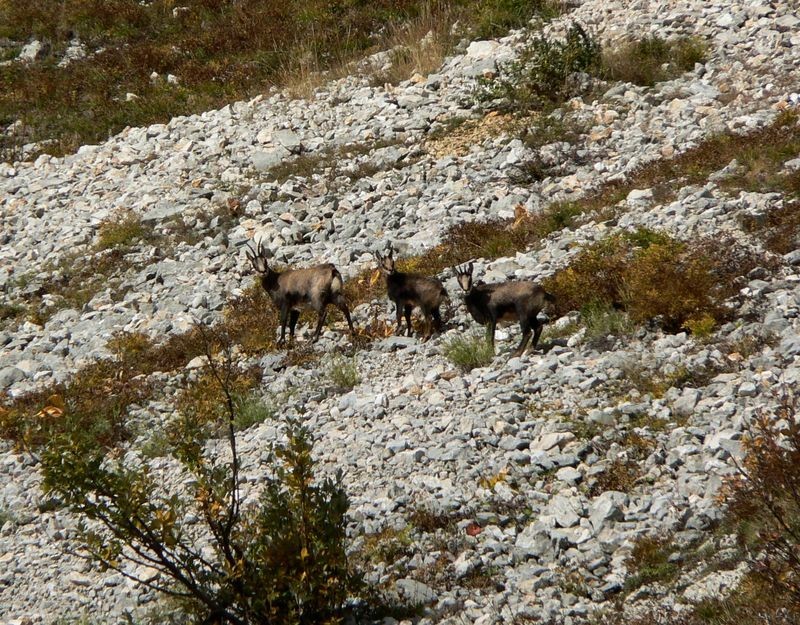 Chamois sous le pas de la Balme