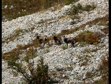 Chamois sous le pas de la Balme