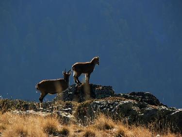 Bouquetins sur la crÃªte menant Ã  la Pointe du Sifflet