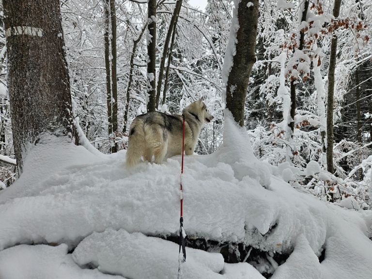 SKIMO 2: La Cote de Servoz - Lac Vert