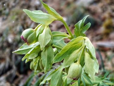 La papesse du rock'n'roll 