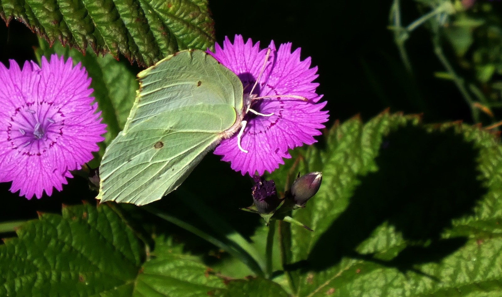 Papillon citron (femelle) sur un oeillet