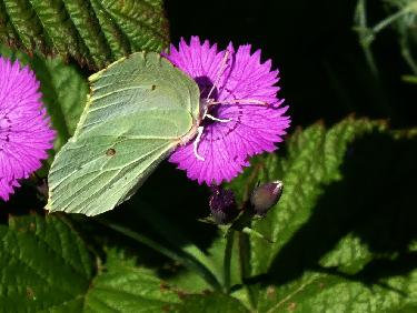 Papillon citron (femelle) sur un oeillet