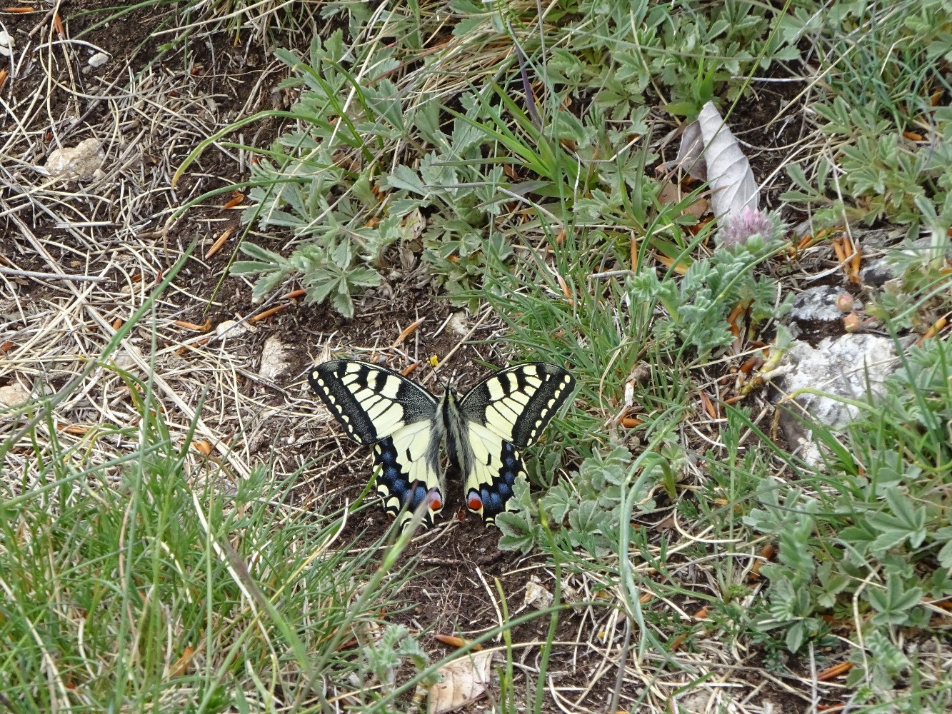 Papillon machaon sur la crÃªte du Travers