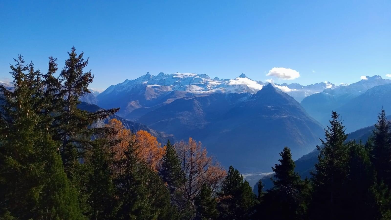 Par dessus les arbres 