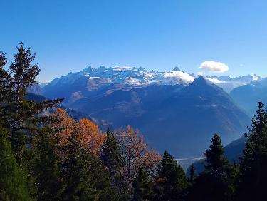 Par dessus les arbres 