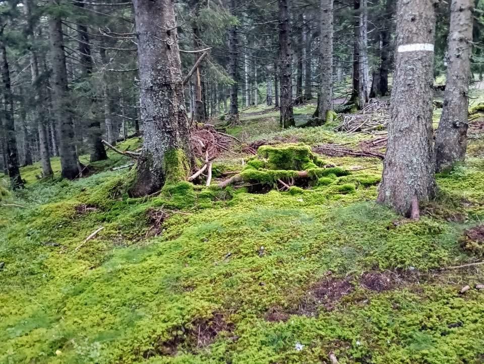 Paradis alpestre
