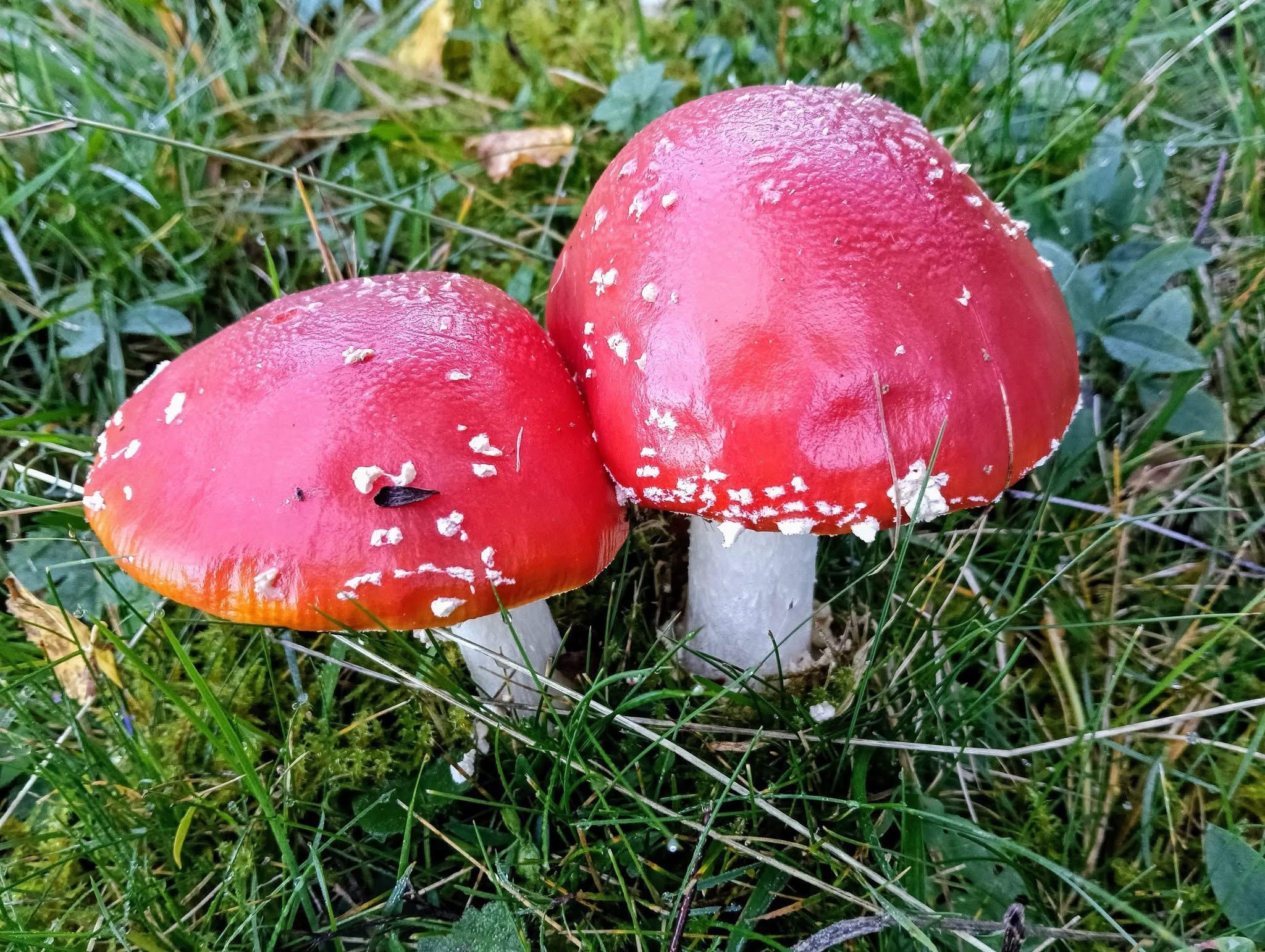 Paradis alpestre