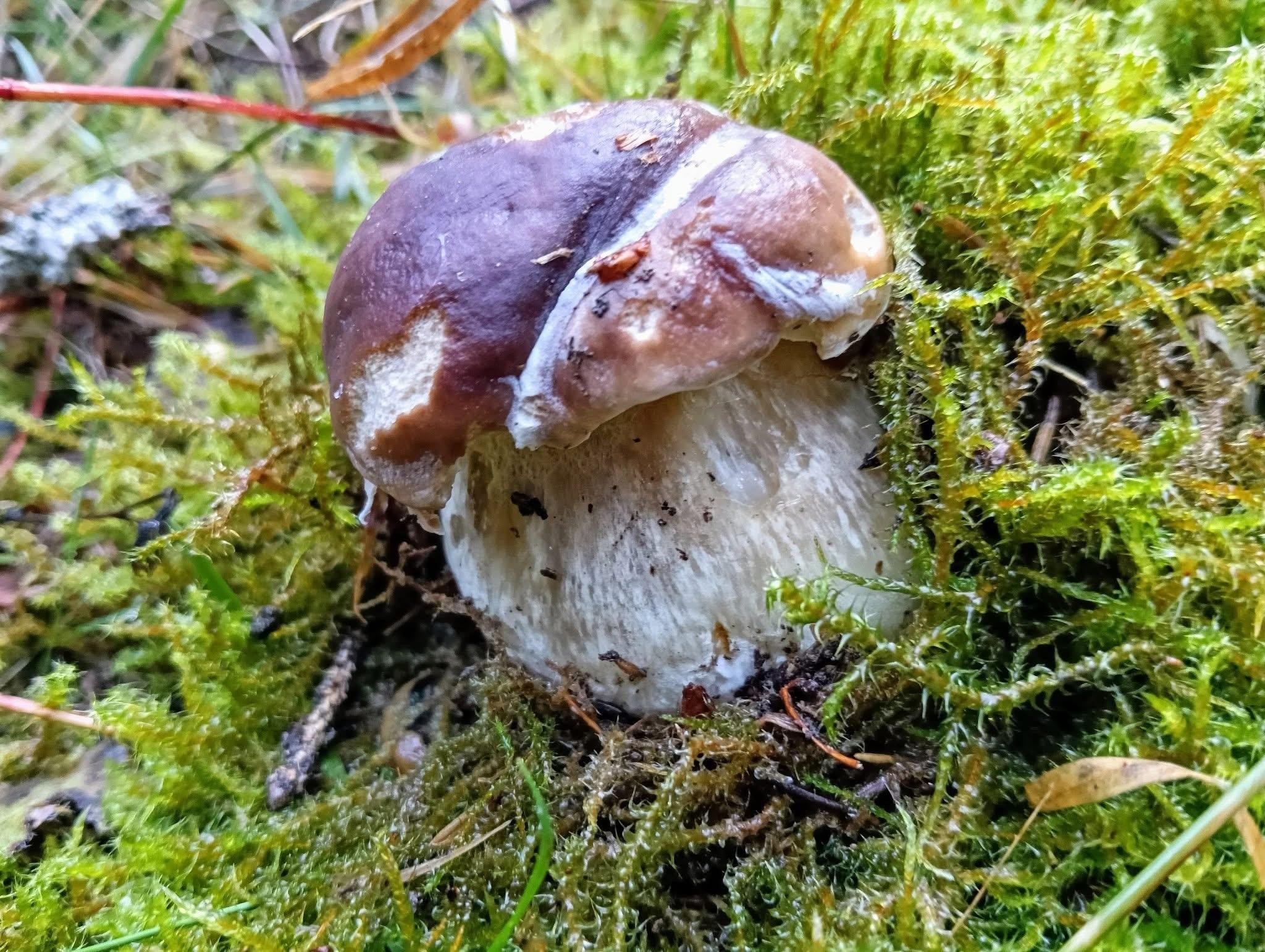 Paradis alpestre