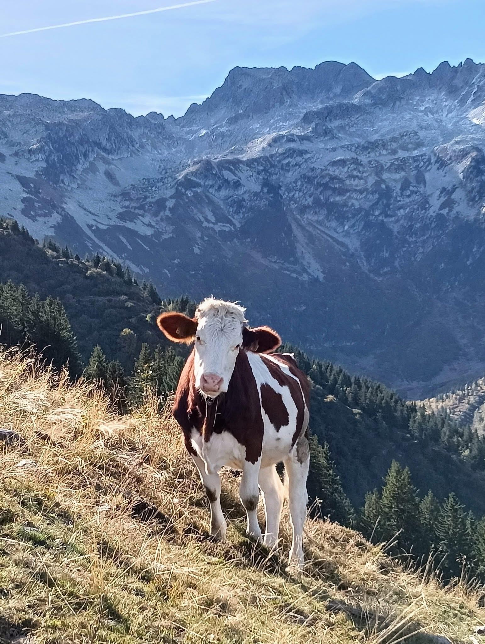 Paradis alpestre