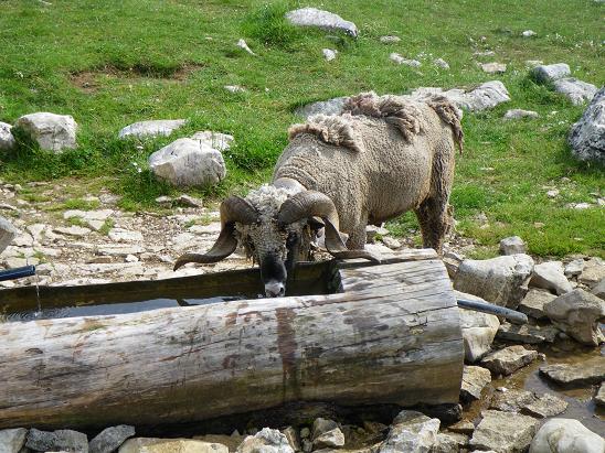 pas commode