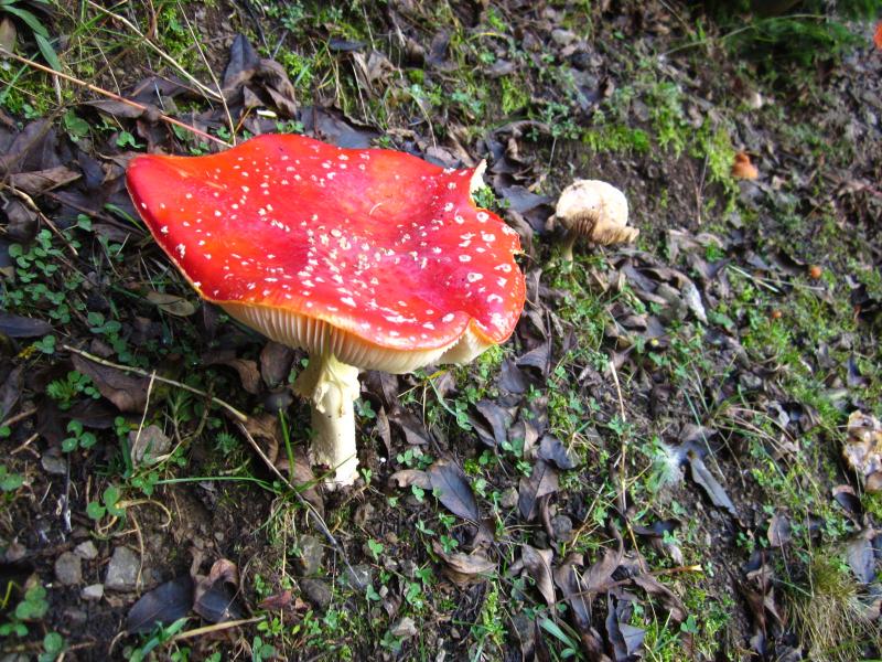 pas mal d'amanites Tue-Mouche