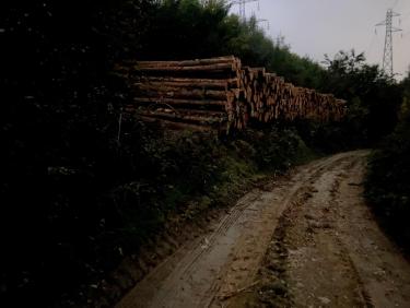 Passage libéré au retour (grumes bien entassées)