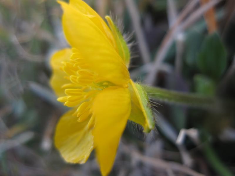 pauvre petite fleur jaune ...