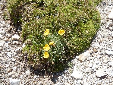 Pavot sur le Plateau de Bure
