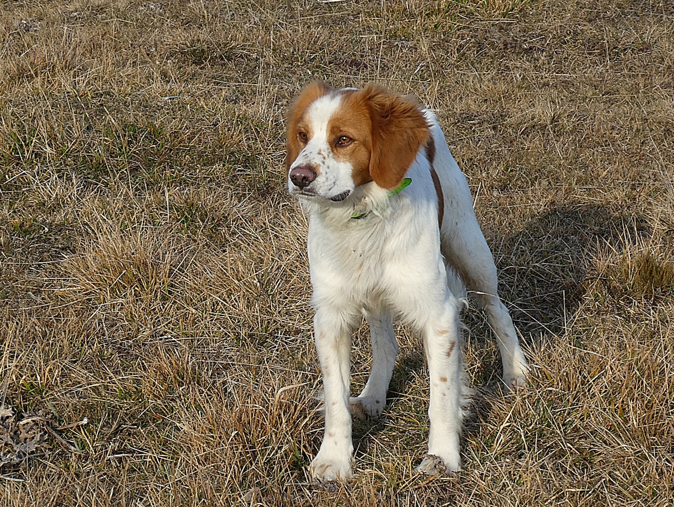 perplexe, mon chien face aux sphÃ¨res...