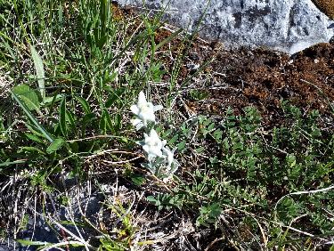 Petites edelweiss