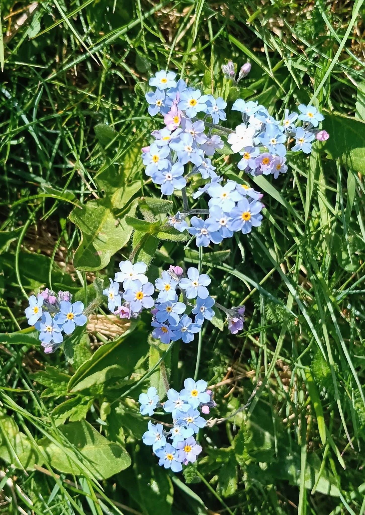 Petites fleurs les myosotis 