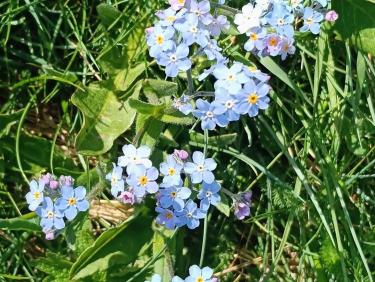 Petites fleurs les myosotis 