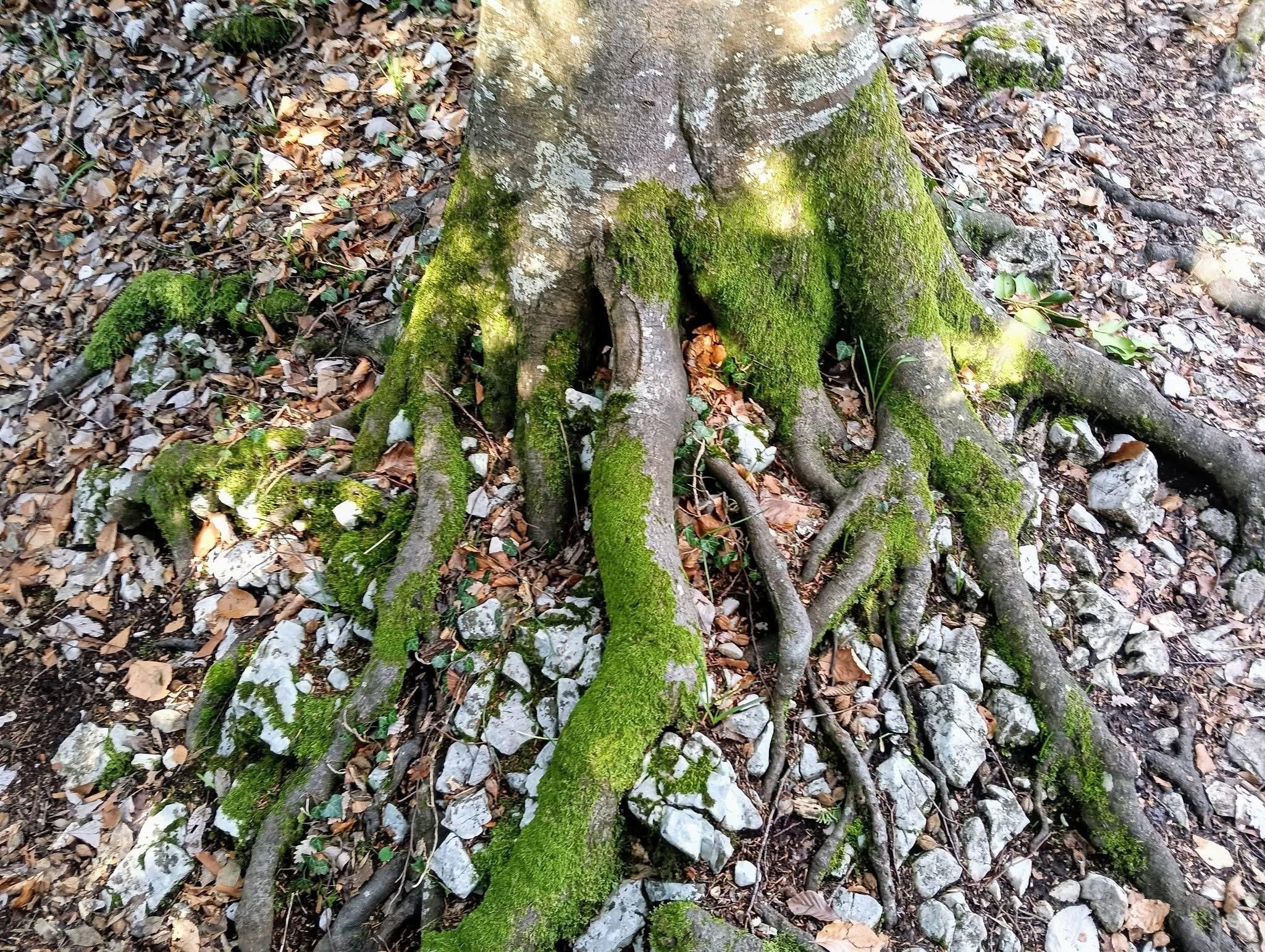 Les petites sœurs de Chalais