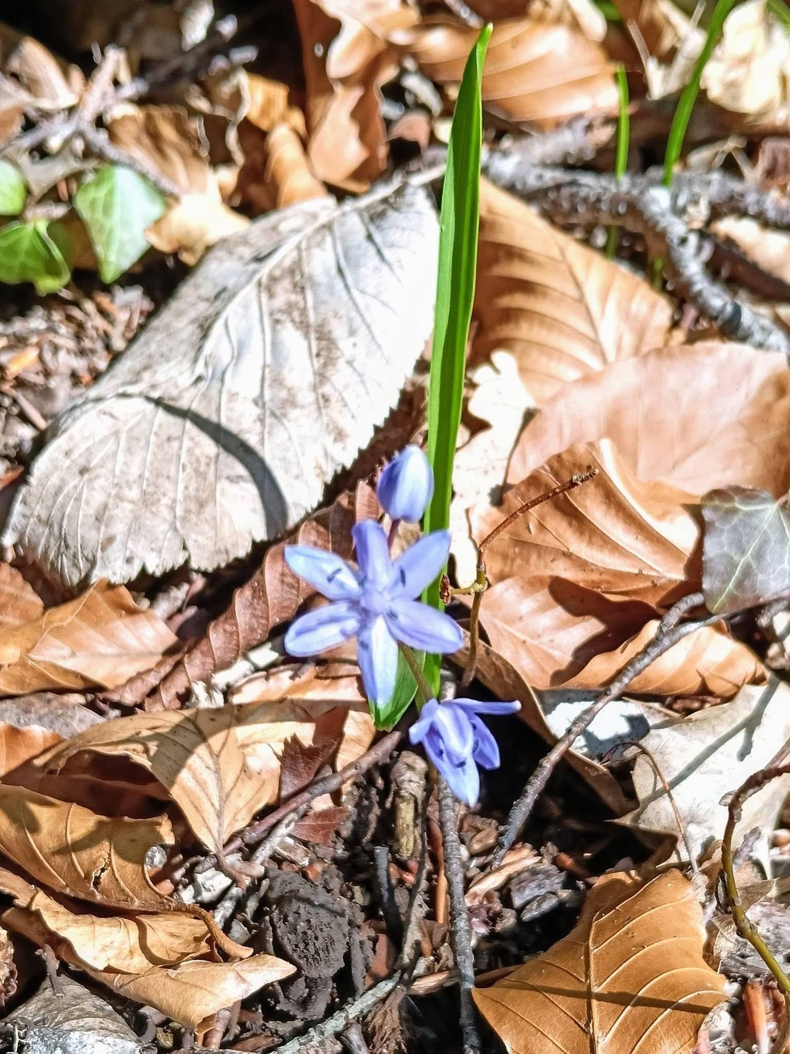 Les petites sœurs de Chalais