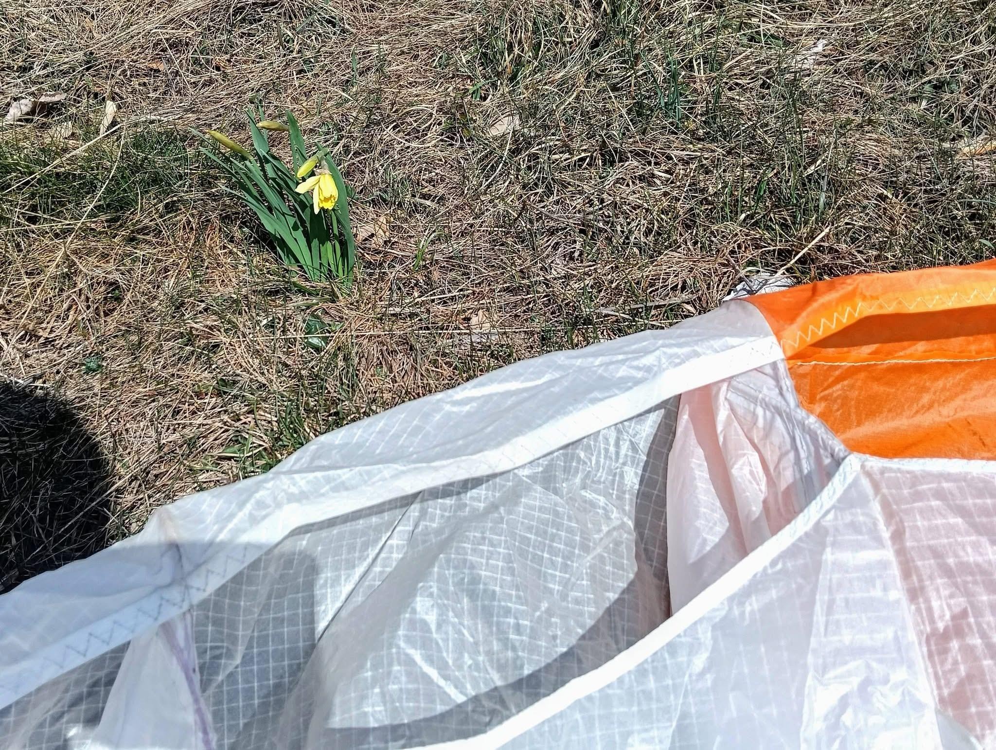 Les petites sœurs de Chalais