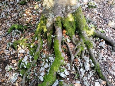 Les petites sœurs de Chalais