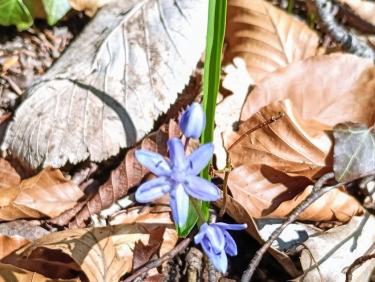 Les petites sœurs de Chalais