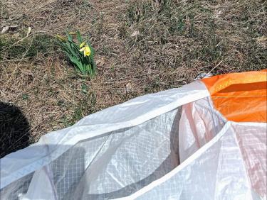 Les petites sœurs de Chalais