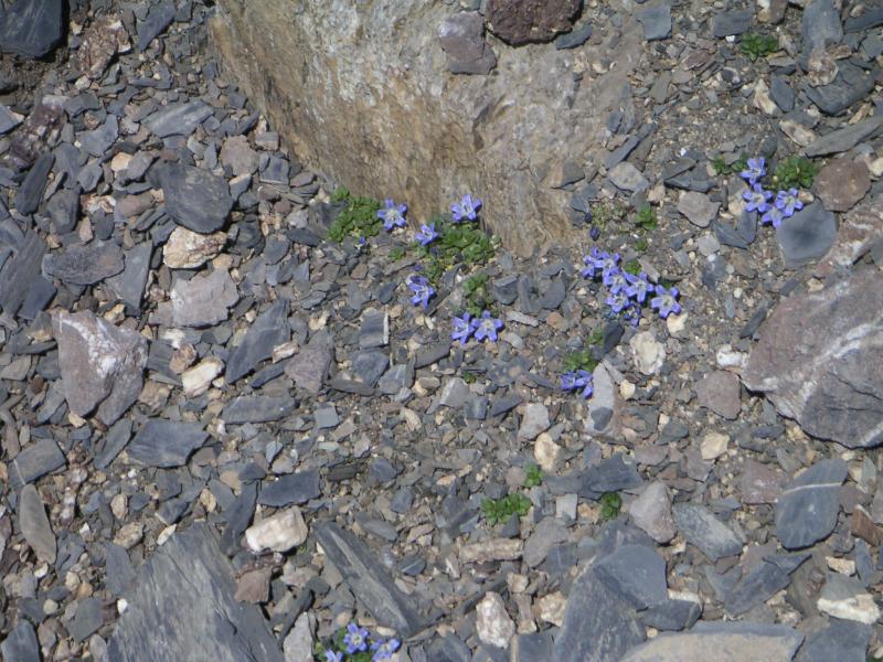 petites fleurs dans les pierres