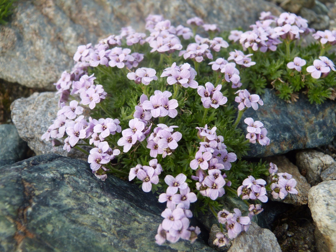 PÃ©trocalle des PyrÃ©nÃ©es (Petrocallis pyrenaica) BrassicacÃ©es