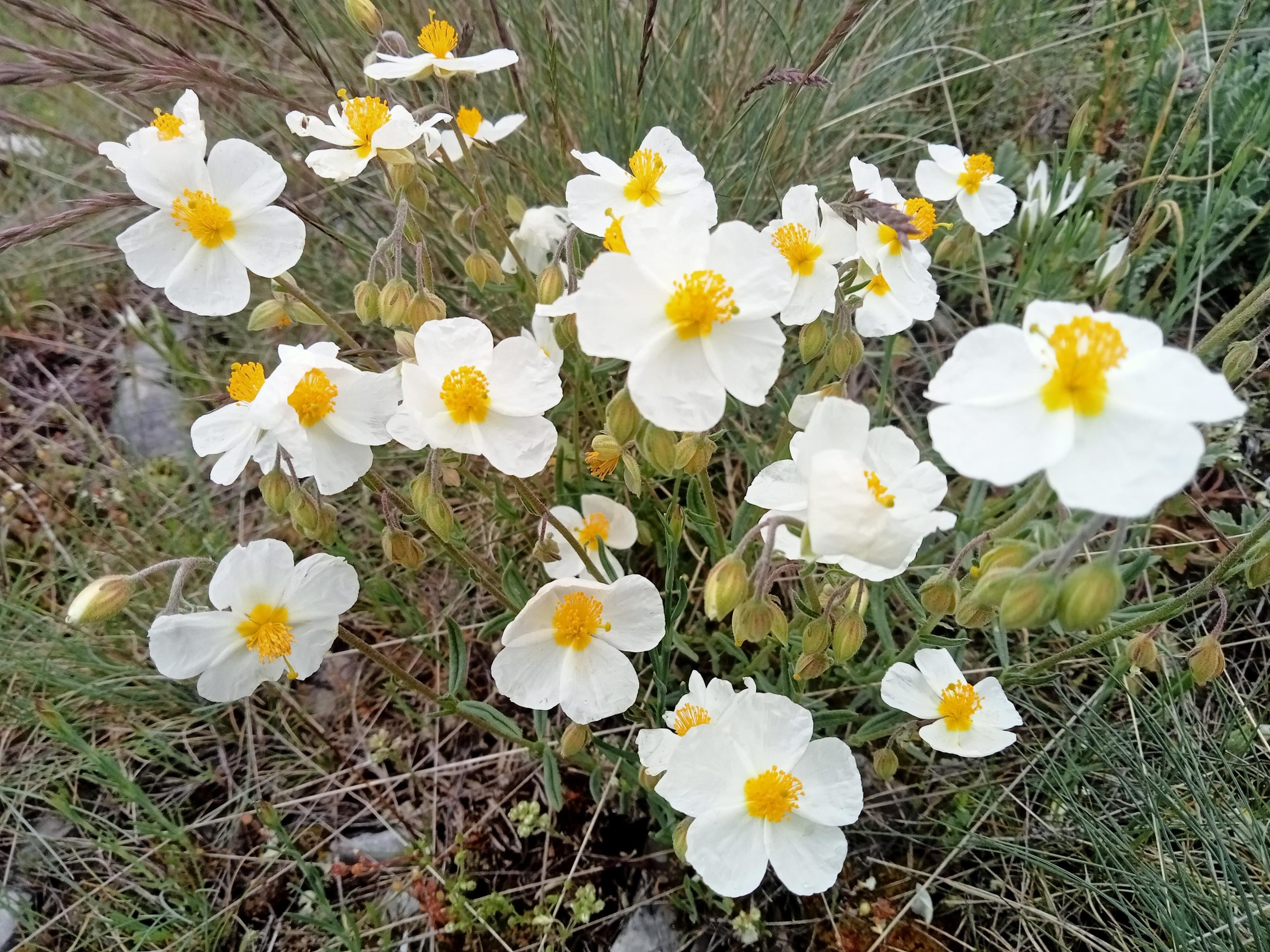 Pic de St Cyr et Montagne de la Platte