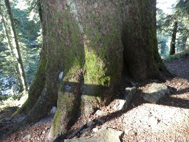 pied du Sapin gÃ©ant