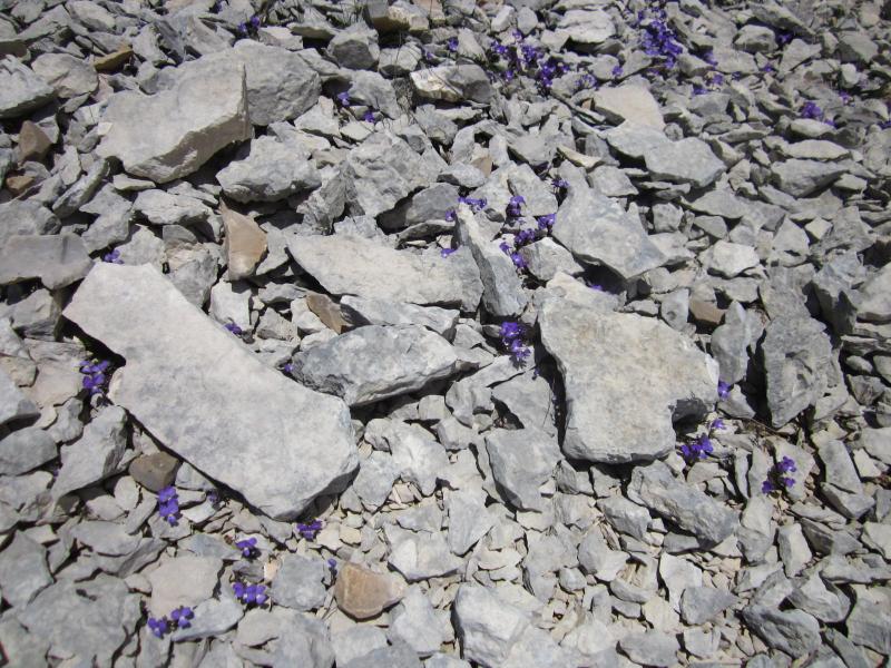 pierres et fleurs