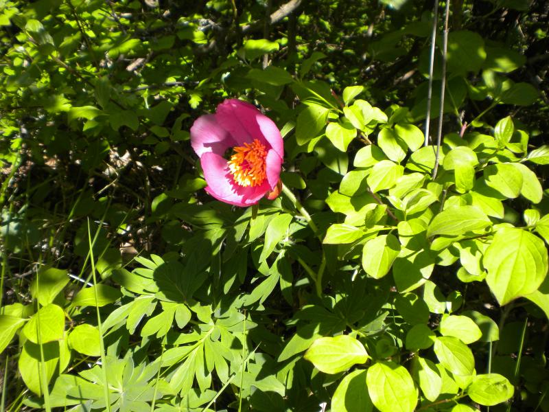 pivoine