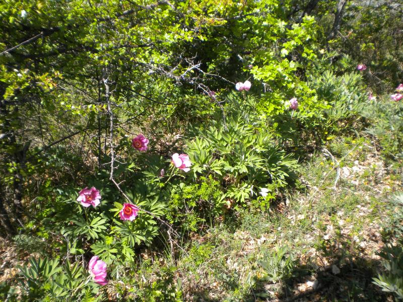 pivoines