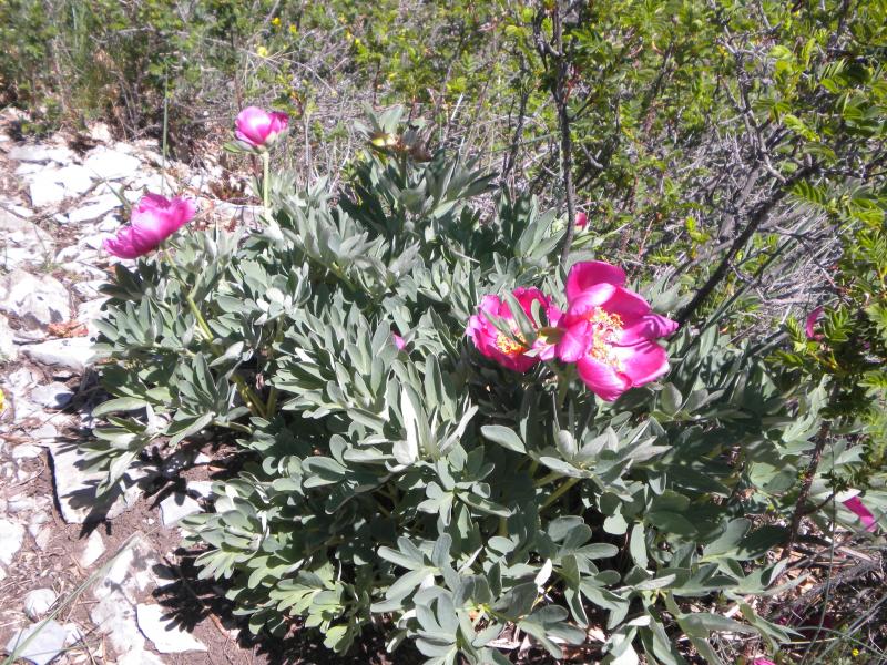 pivoines