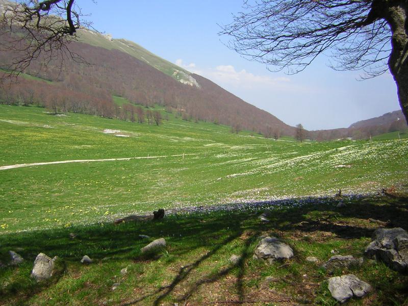 plateau d'ambel en fleurs