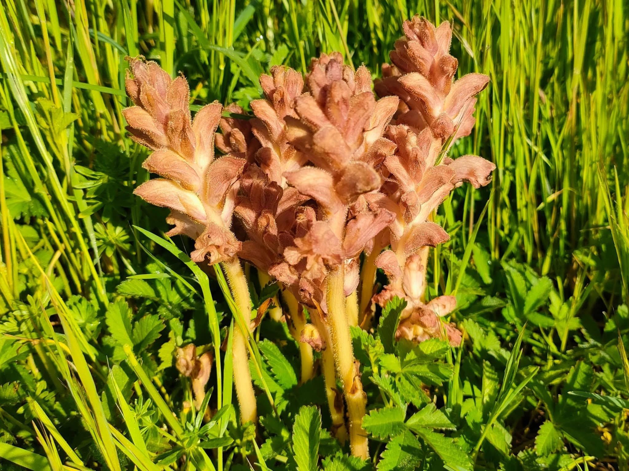 La pompe à Roger