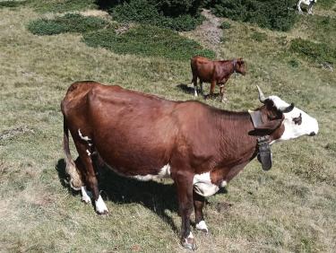 Premières vaches 