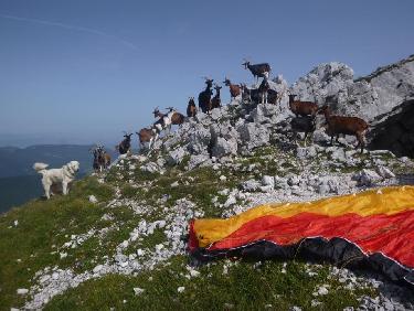 PrÃ©paration de la voile sous l&apos;oeil torve du patou