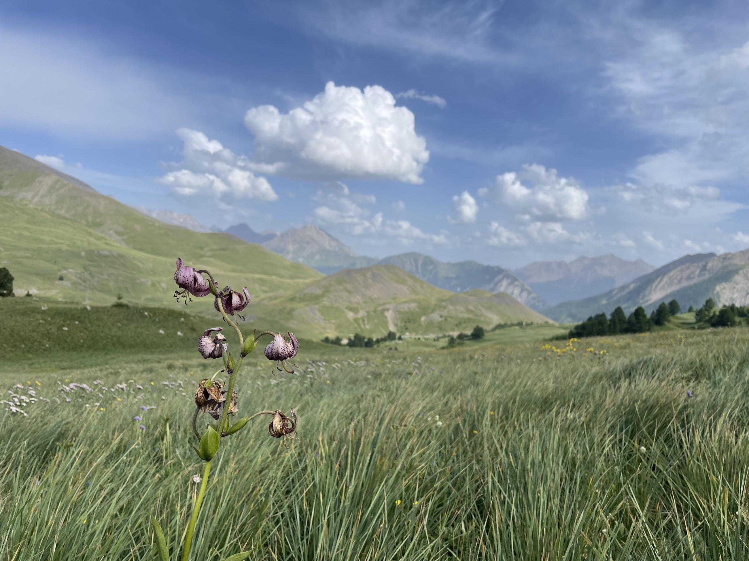 Promenade bucolique …